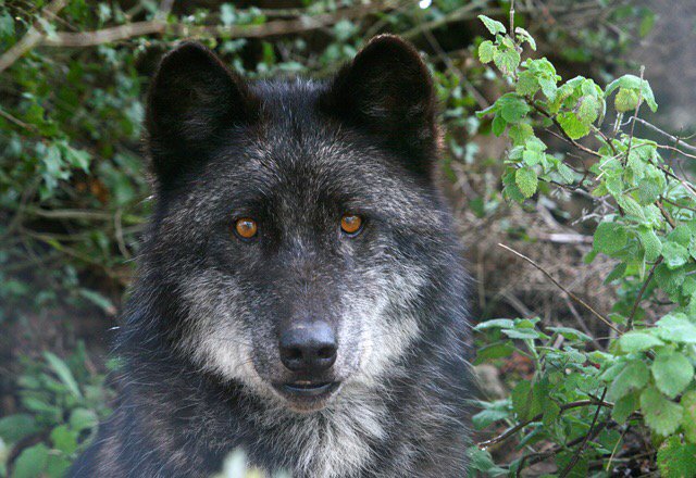 Wiki_Lobos's tweet image. 