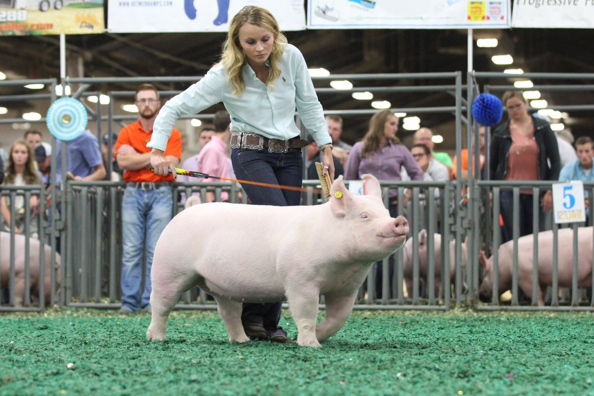 NationalSwine's tweet photo. Abby Taylor, Ind., took home the Ch. Yorkshire Gilt banner at the #NJSS17! For more results from the show, visit https://t.co/fGDtYzBjzH. https://t.co/DDVcwZrkeV