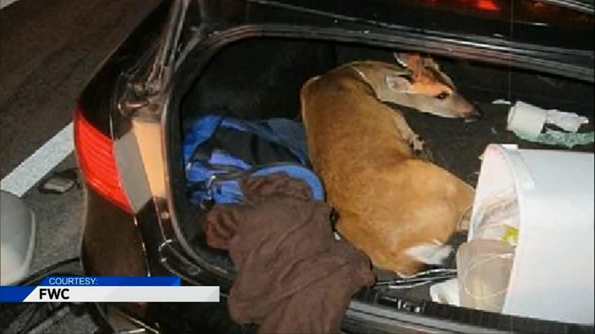 1 of 3 Key deer found bound in car has been euthanized due to broken leg bit.ly/2uPGFWf https://t.co/ClLZ5Q2LW9