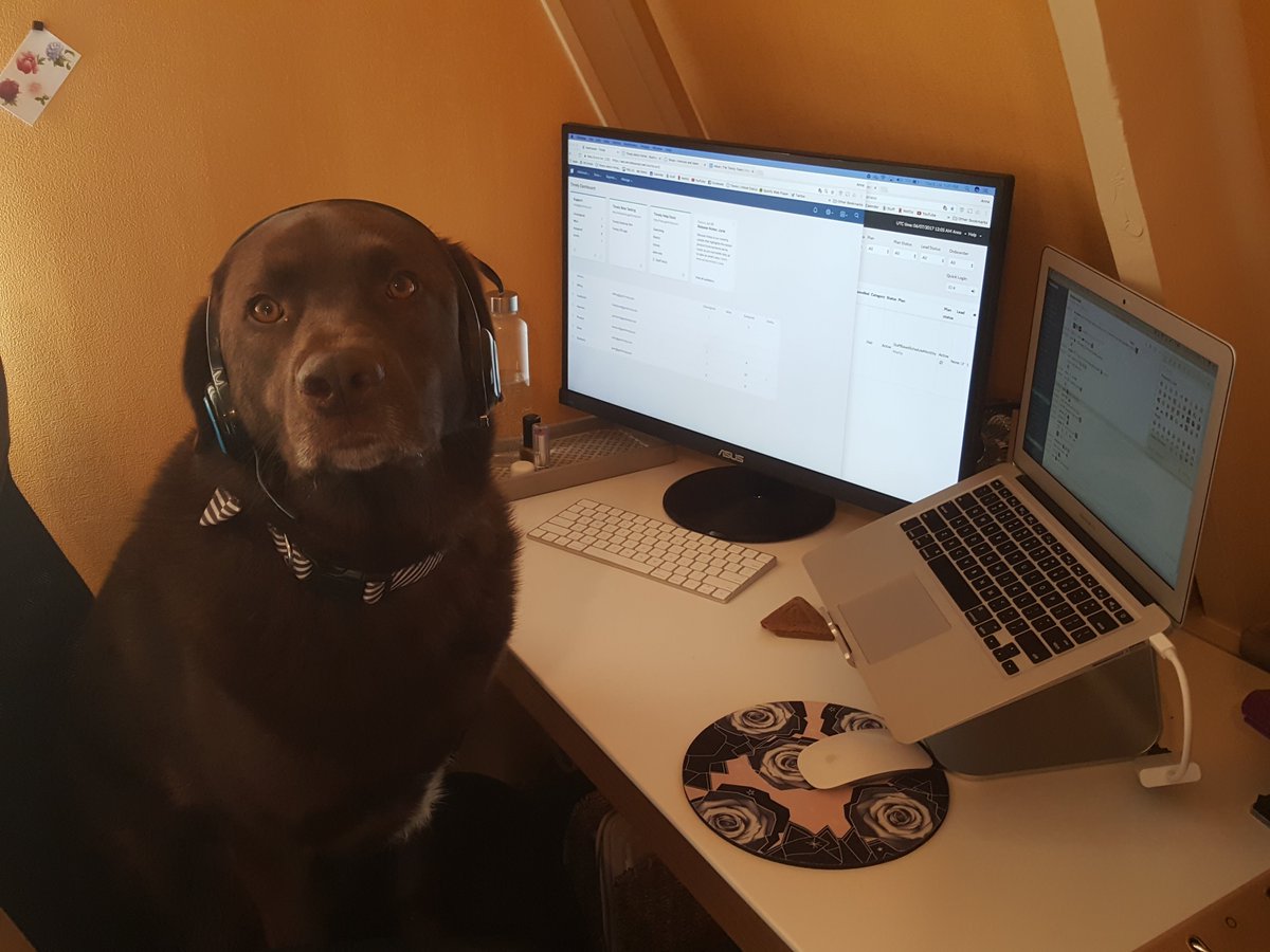 Timely's tweet photo. .@AnnaEllerker's Nova stands ready and waiting to answer any questions #petsatworkday #remoteworking https://t.co/c5W92gdSwd