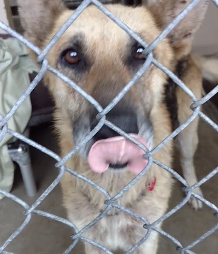 reddogsusie's tweet photo. #CA #InlandValley #Pomona
🆘🆘STILL THERE! Super sweet Newton 6yo #GSD longing to be loved! Pls #adopt #rescue #foster
https://t.co/aHvUplYv6y https://t.co/JsjySGwibH