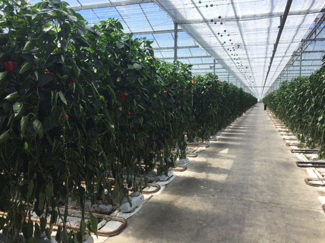 OFreshProduce's tweet photo. We're in the #greenhouse today at our facility in Delta, BC. Vibrant red bell peppers coming along beautifully! #OutrageouslyFresh https://t.co/YNVMiS3V2r