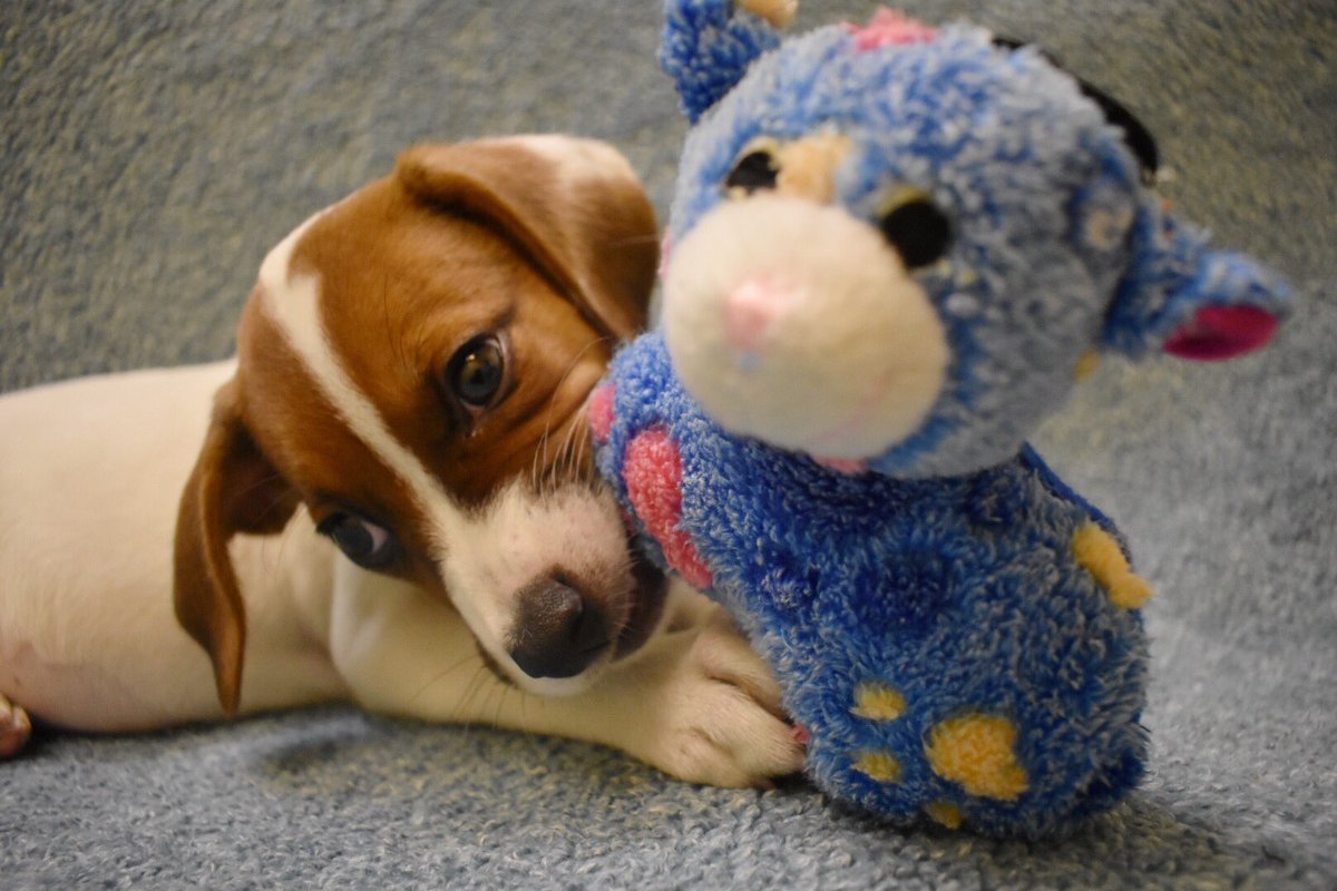 Maya loves to play! This little pumpkin is available for adoption now!