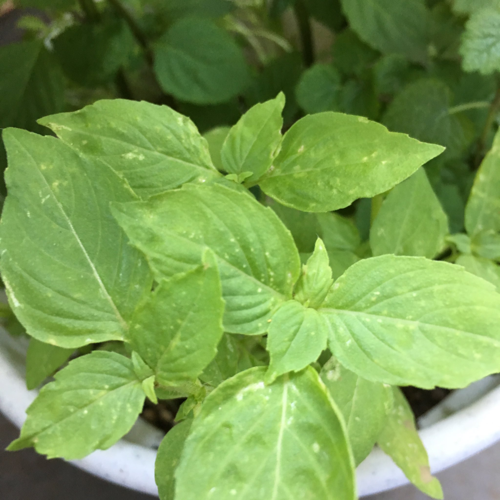 あん スイーツ 紅茶好き レモンバジルの葉が これは病気 虫がいるの ベランダガーデニング初心者 プランター栽培 ハーブ パクチー と一緒 バジル T Co 1dceho2q2a Twitter
