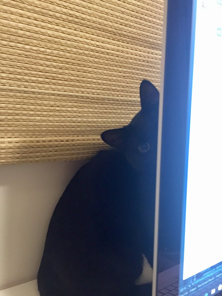 Timely's tweet photo. Making sure @notweetsforyou's monitor is all shipshape on #petsatworkday. Or plotting. https://t.co/EibSiJPOqi