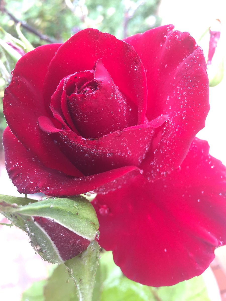 Beautiful July rose. It's called Veterans Honor. #Jackson&Perkins #roseoftheyear #grow
