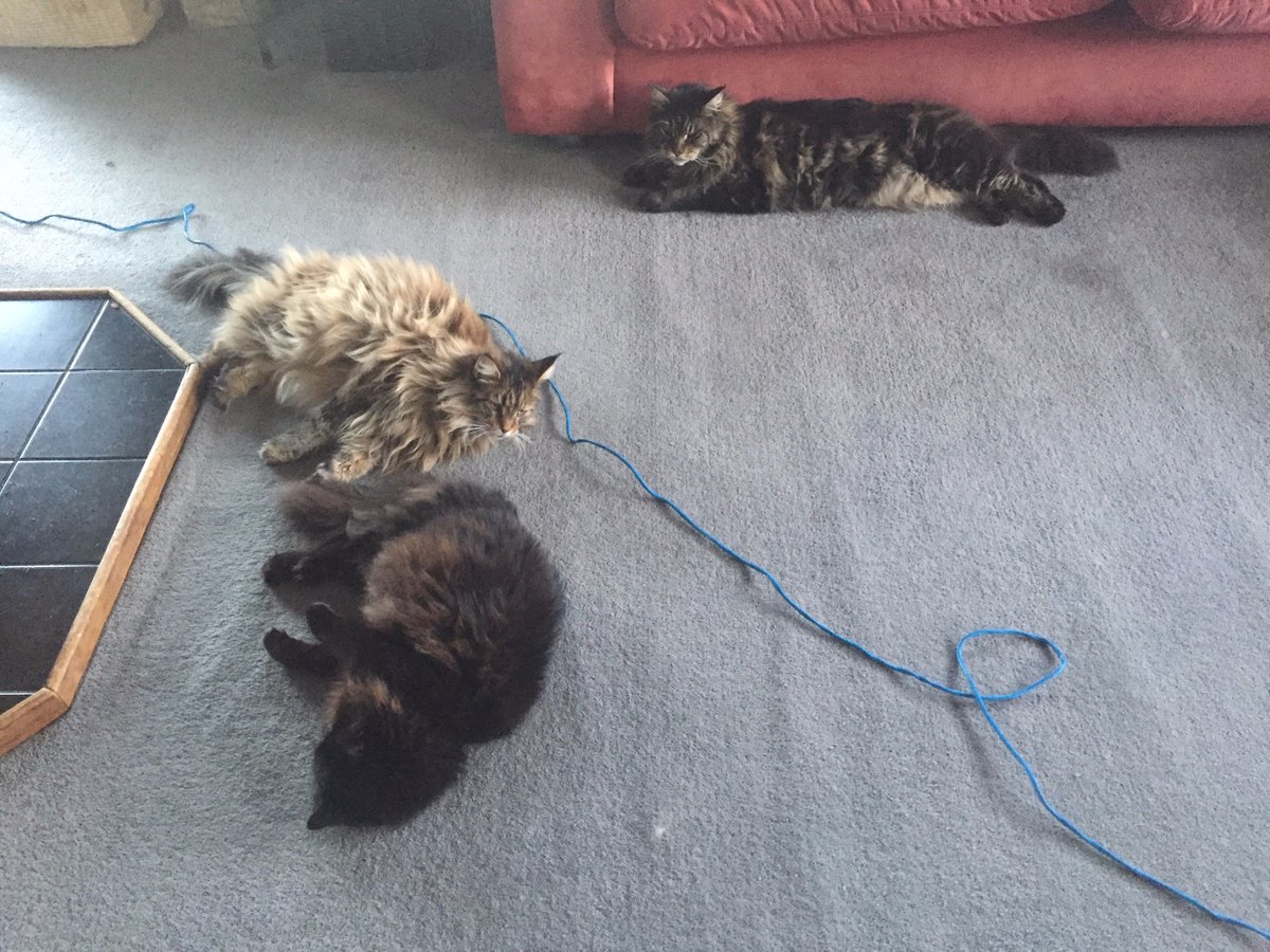 Timely's tweet photo. .@socialspace's kitties hard at work guarding the ethernet cable #petsatworkday #remoteworking https://t.co/BNDiGcATNT