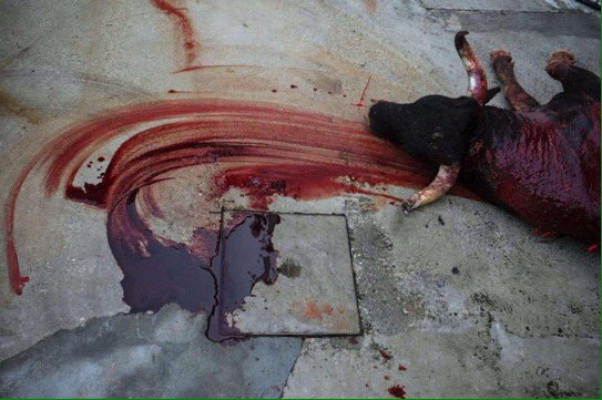 ecorepublicano's tweet photo. La otra cara de San Fermin. ¡El maltrato animal sobra en esta fiesta! #NoAlMaltratoAnimal https://t.co/md1f6zIu7z