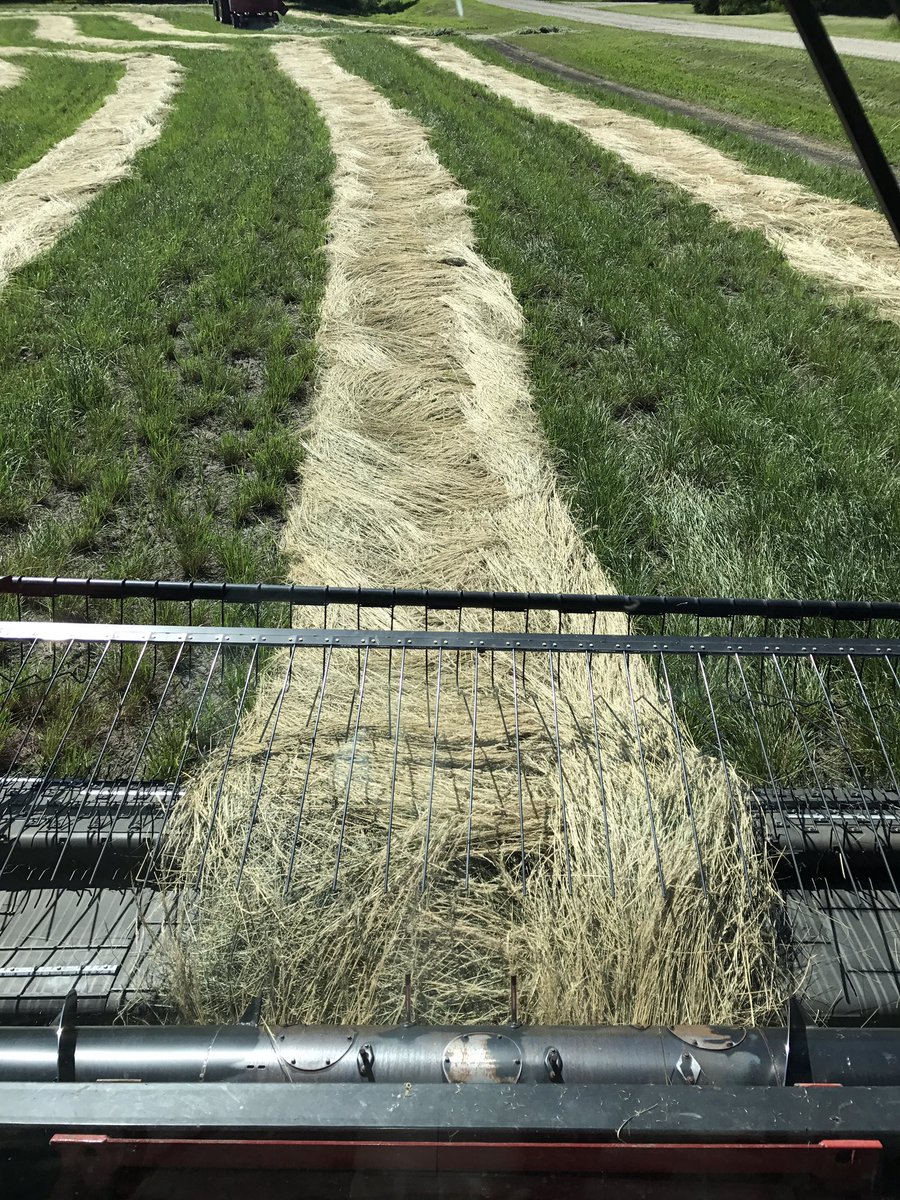 kamblight's tweet photo. Pitter patter! #letsgetatter #harvest17 https://t.co/KkpKJ85Aru