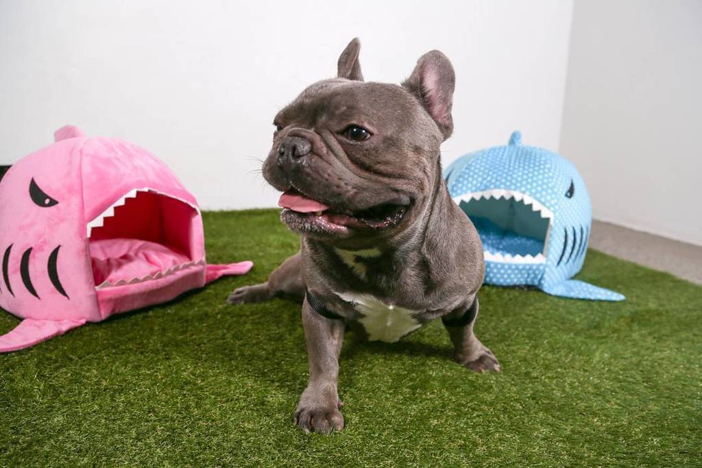 itspuffpuffpaws's tweet photo. Don't worry Bruno, you can have BOTH! 😍💖💙 Search: ‘Shark Bed’ 
SHOP NOW ➡https://t.co/OYSNv1dH2z📦
#puffwithus https://t.co/W2Pg2s7BcE https://t.co/zNCF7YTeUG