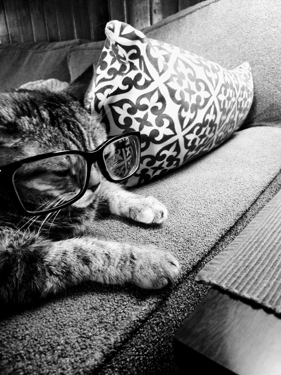 mlstal's tweet photo. #catsofinstagram https://t.co/iNyQHEJnO5