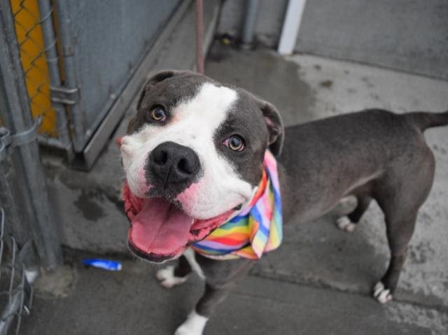 UrgentPart2's tweet photo. BAISLEY - A1115520 - TO BE DESTROYED 07/07/17  A volunteer writes: This big-eyed boy is the affable, indulgent ...
https://t.co/jk7YsvWspW https://t.co/qHOp5ibJGM