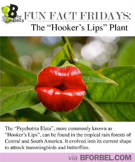 FitoConsulente's tweet photo. Per la #giornatamondialedelbacio una #Curiosita : Psychotria Elata, la #pianta che produce questo #fiore a forma di #labbra protese! 😘🌹 https://t.co/GqYs5TIWZj