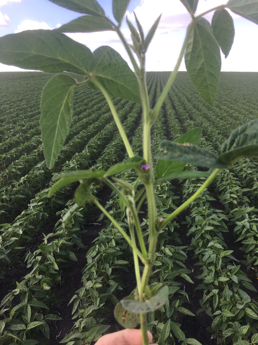 Glad I took the time to stop and smell the flowers in this field of S003-L3's! <a href="/SamSoybean/">Sam</a> <a href="/syngentacanada/">Syngenta Canada</a>