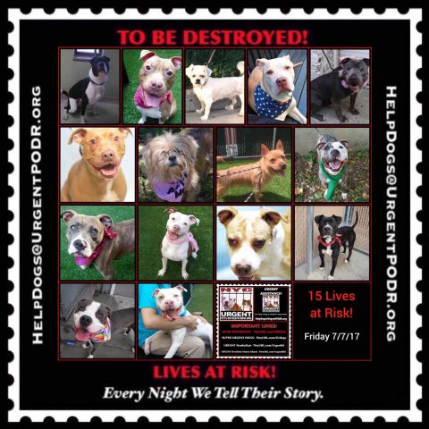 UrgentPart2's tweet photo. TO BE DESTROYED 07/07/17 -  
To rescue a Death Row Dog, Please read ...
https://t.co/6HYiqjrRYS https://t.co/6nz2pYh8pm