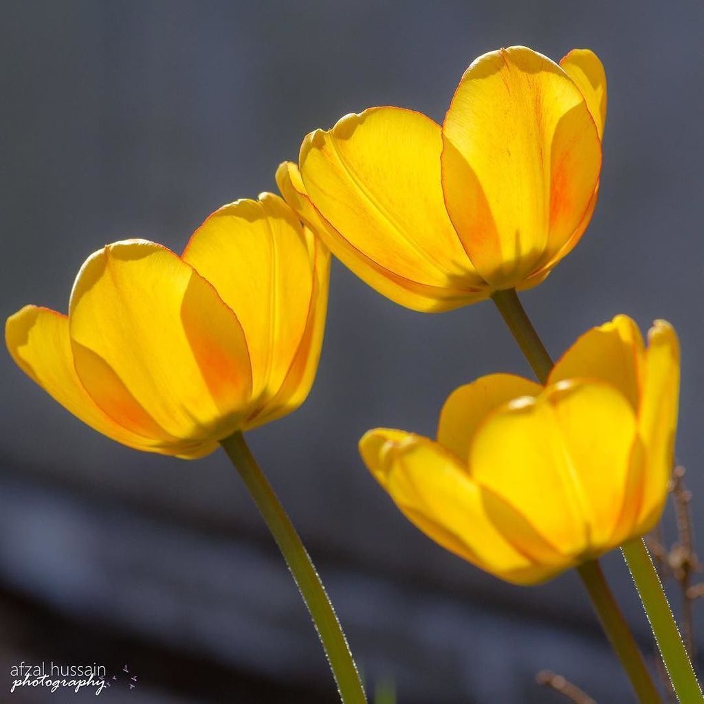 sadphaze's tweet photo. Three yellow tulips⠀
⠀
#blomster #bloom #blossom #colors #flowers #flowerlovers #garden #oslo #streetsofoslo #stre… https://t.co/qNkRr2xRma https://t.co/r0kDIuVGsw