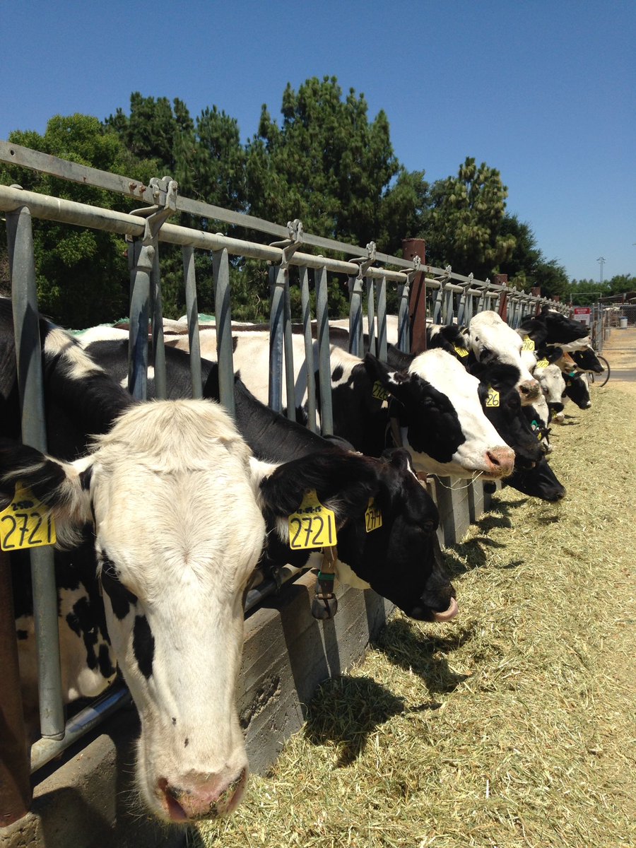 micro_marian's tweet photo. Already missing the friendly, open, & helpful bioinformaticians at #dibsi #ngs2017 (oh, and the cows at @ucdavisvetmed) ! https://t.co/DAD53JfwAh