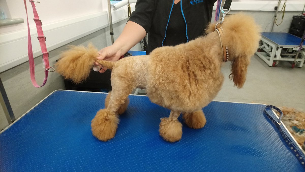 RHC_Canine's tweet photo. Our students had a busy afternoon in the groom room 
#grooming #poodle https://t.co/cnhDPMO15b