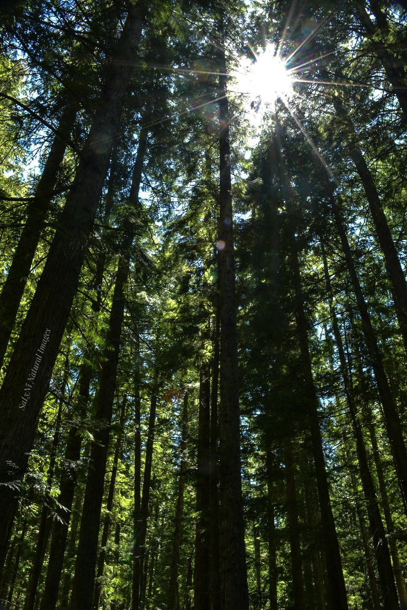 tennis45luv's tweet photo. Forests...Nature's air-conditioner!
#BeatTheHeat #spokaneheatwave
#mtspokanestatepark 🌲❤
@VisitSpokane @kxly920
@NWSSpokane @wearespokane https://t.co/8FLomijuIS