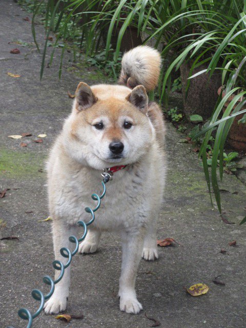 絶対に帰りたくない という強い気持ちが現れた 拒否犬 フィギュアの正しい使い方 Togetter