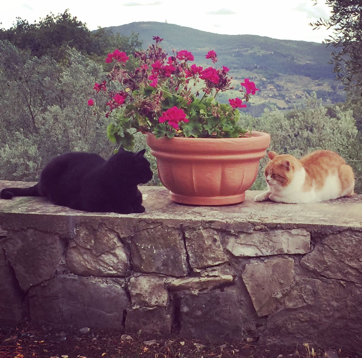 RosDefilipp's tweet image. 