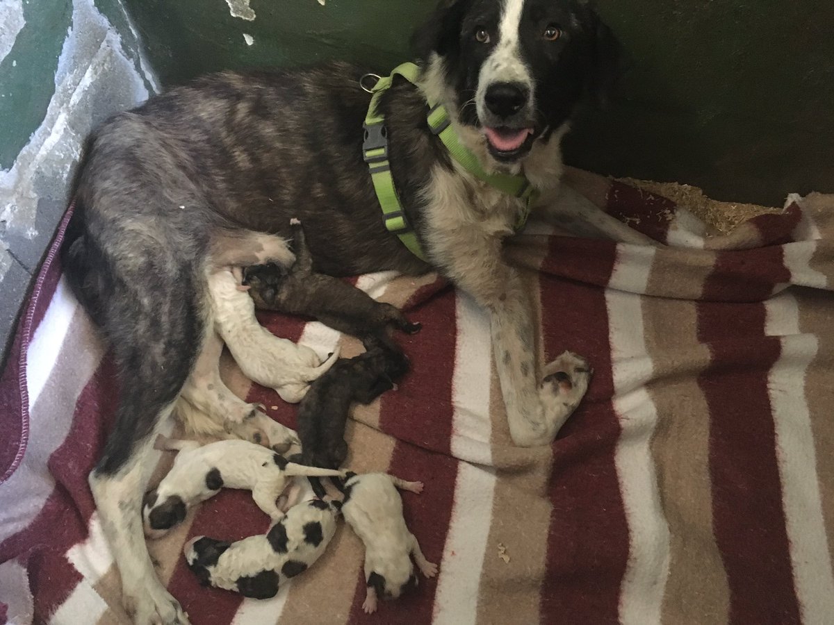 Necesitamos casas de ACOGIDA o ADOPCIÓN para estos bebés cruce de mastín! Pronto comerán solitos y buscarán familia 677764666 #Ciempozuelos