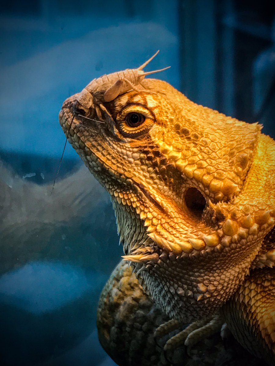 jimorear's tweet photo. Ziggy does not appear  to be amused that his dinner is taunting him again. 
#BeardedDragonProblems #BeardedDragon #reptiles #actorlife https://t.co/ogOLKpVQDH