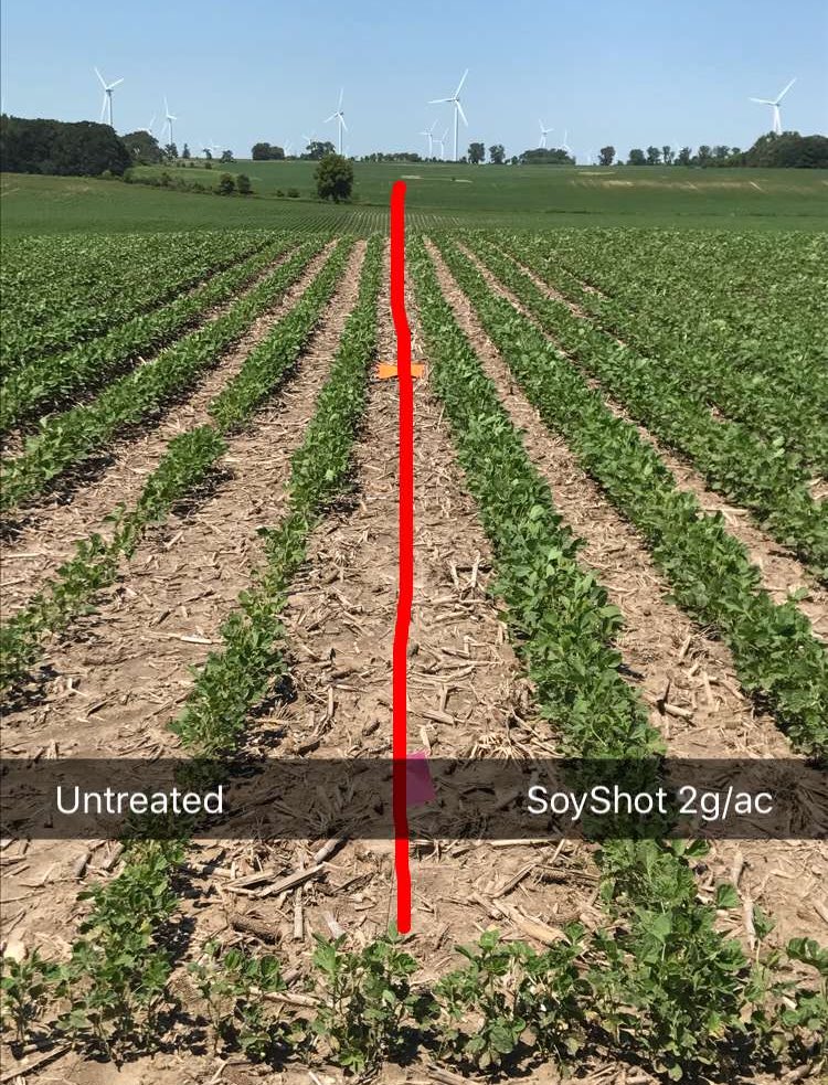 kurt_lahr's tweet photo. Plot observation day today. Saw some nice differences in our #SoyShot plots by Clarks Grove, MN!  #SoybeanStarter #FertilityMatters https://t.co/IGKzKFRNug