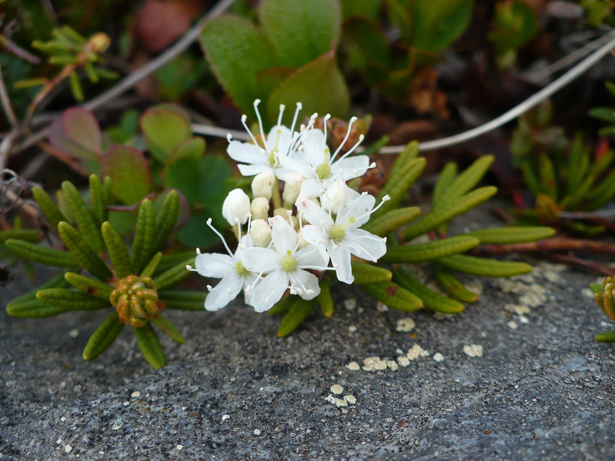 BeringLandBridgeNP on Twitter "Spot of Tundra Tea anyone