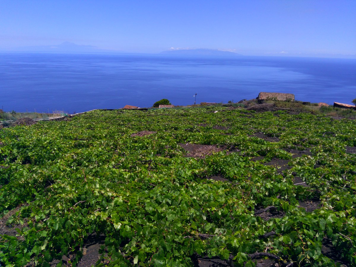 TorresJovita's tweet photo. Borrallera y Escachón con vinos de #Fuencaliente #LaPalma 3Bodegas con DO:🍷MatíasiTorres, 🍷Teneguía y 🍷Carballo 😀➕🍷😂
https://t.co/vO9MdQzatZ https://t.co/IdLceaezot