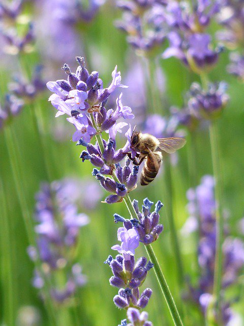 thebeekeeperman's tweet photo. How I wish a lot of people would start beekeeping simply because it has a lot of benefits for our environment... ... https://t.co/AfcbmUcaDj