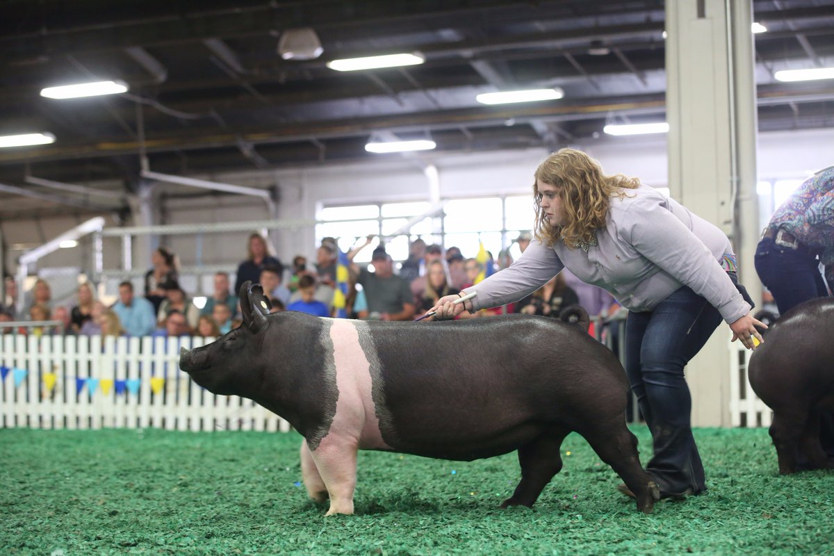 NationalSwine's tweet photo. Maddie Fugate's Grus The Game entry topped the Hampshire Gilt Show at the #NJSS17! Results are posted at https://t.co/jxF5vNbwFX. https://t.co/MFMk14NhEW