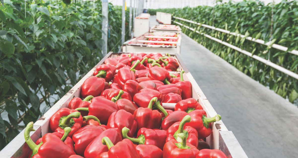 yara_australia's tweet image. Curious how chelates can boost your yield? Marcel Bugter from @AkzoNobel will explain at #PCA17 - to view Program: bit.ly/2tS9HHz