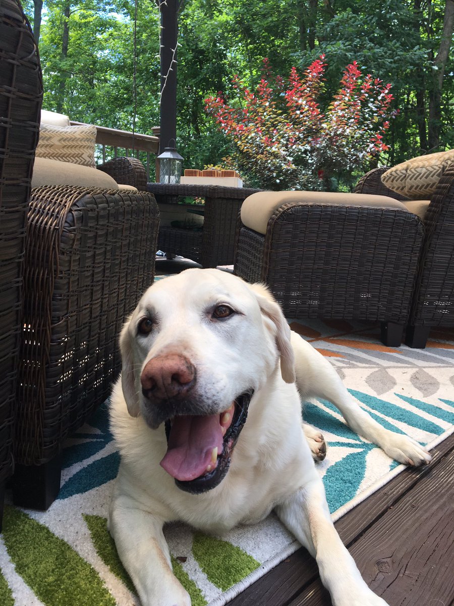 CallaBoruff's tweet photo. look at how cute my boy is !!! https://t.co/HggbQu3Ysj