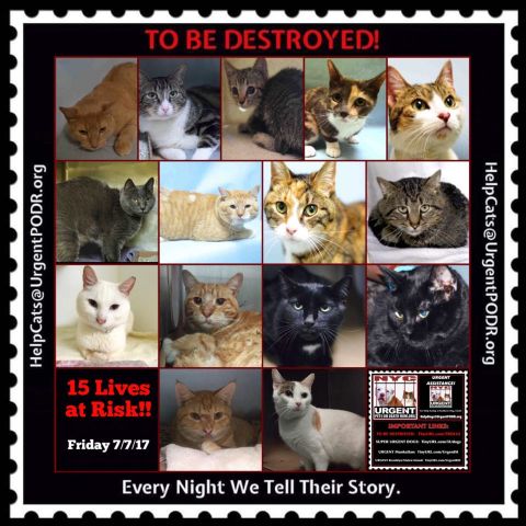 NYCDEATHROWCATS's tweet photo. TO BE DESTROYED 7/07/17
Please share
View tonight’s list here: https://t.co/9XOE97bMnY. ... https://t.co/qXkktBR2kK https://t.co/HMrjVgfXJ4