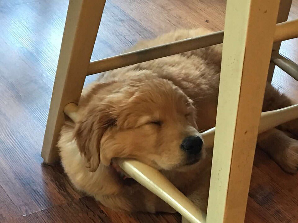 <a href="/GoldensRetrieve/">DailyGoldens</a> It's been a tough day.