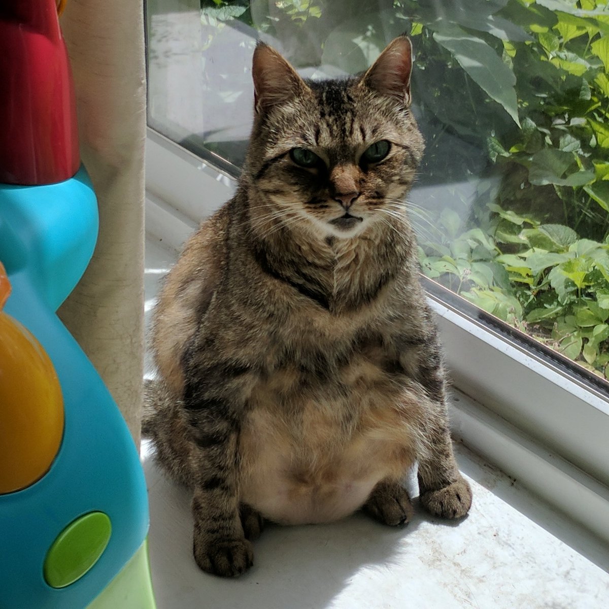 This little Kiki is missing.....ugh, I just wanna know where she is!!!! 💔💔💔💔