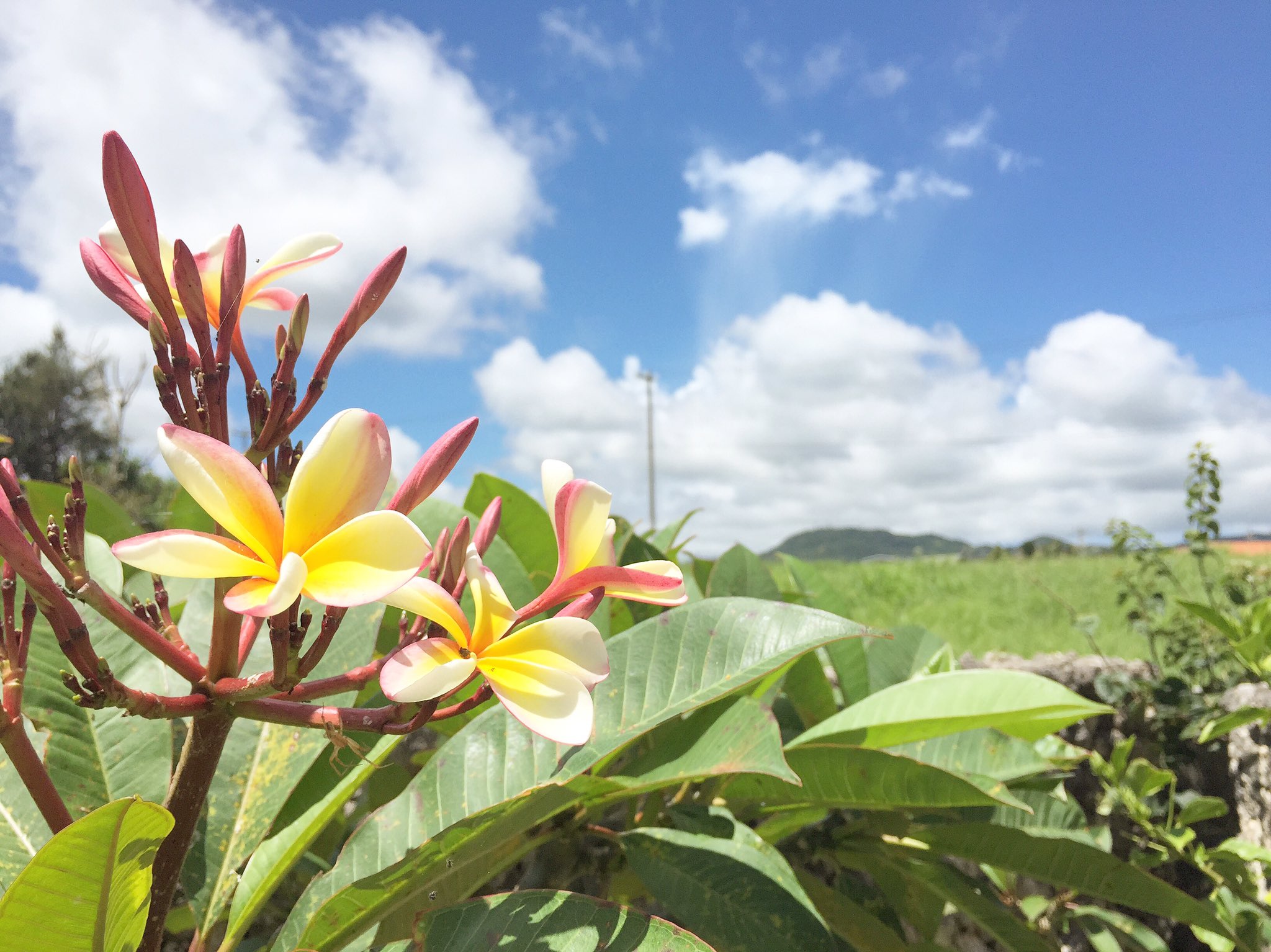 Tinto Tinto ひとつやど マーケット Sur Twitter 今日も夏空 夏雲が広がる沖縄で Tinto Tintoのお庭のプルメリアも元気です 沖縄 Okinawa 今帰仁 今帰仁村 Tintotinto 花 Flower プルメリア Plumeria 夏空 夏雲 イマソラ T Co