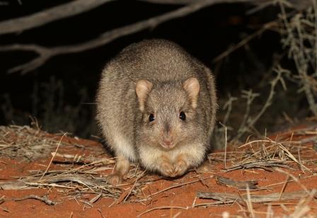 Expose naïve #marsupials to exotic #predators to change anti-predator behaviour <a href="/WestBec/">Bec West</a> <a href="/UNSW/">UNSW</a> <a href="/AridRecovery/">Arid Recovery</a> ow.ly/x1XQ30dlmeG