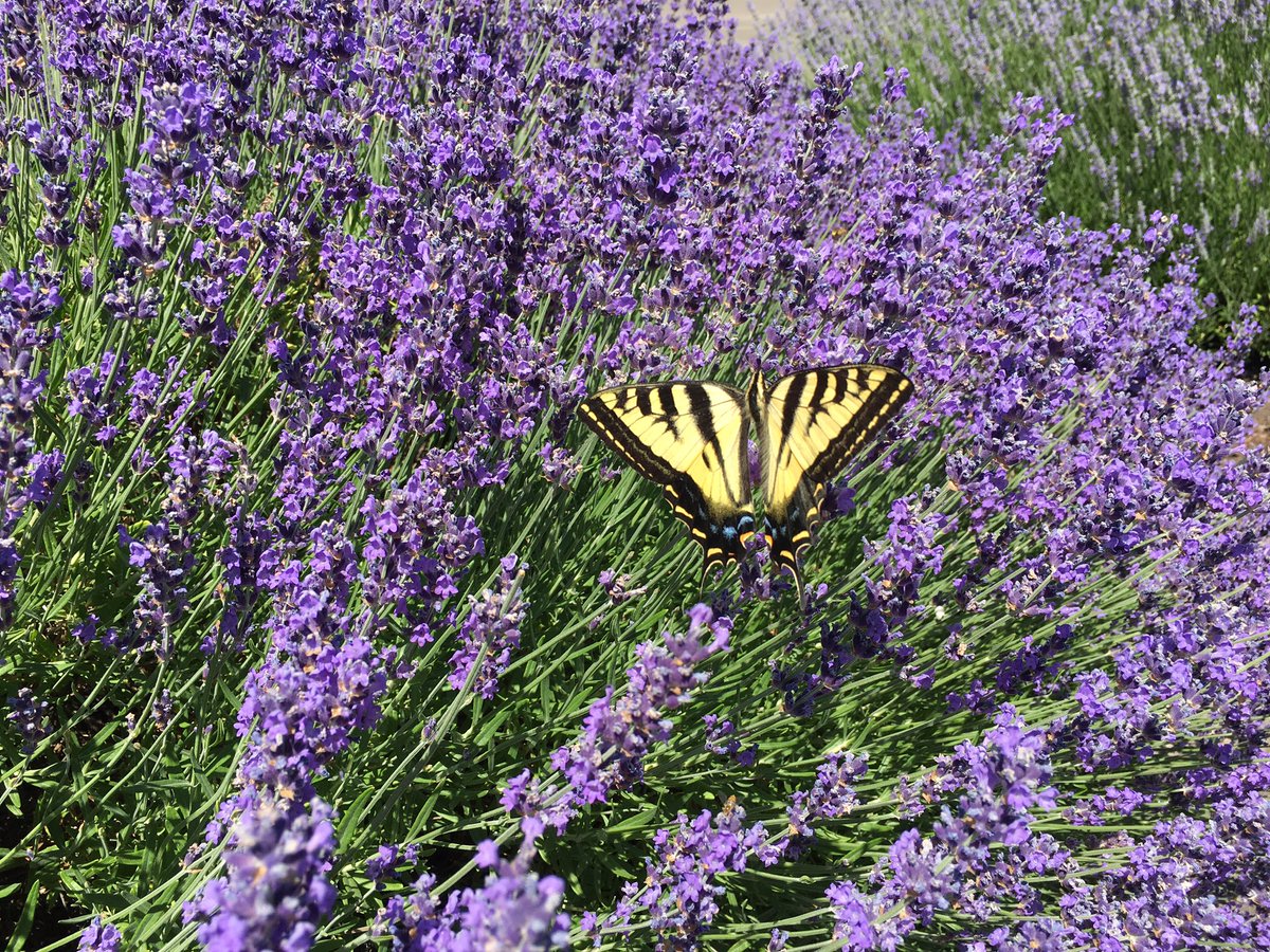 #butterflies in our #lavender 😍