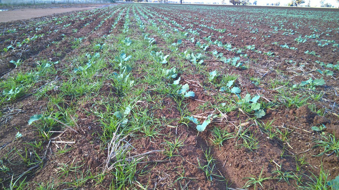BASF_Agro_Au's tweet photo. Butisan1.8L IBS fb Simazine1.1kg+Atrazine0.6kg PSPE vs IBS spray miss at Mulwala NSW with Thanx @walshagro You can see the Butisan effect https://t.co/8GOyXzVMCl