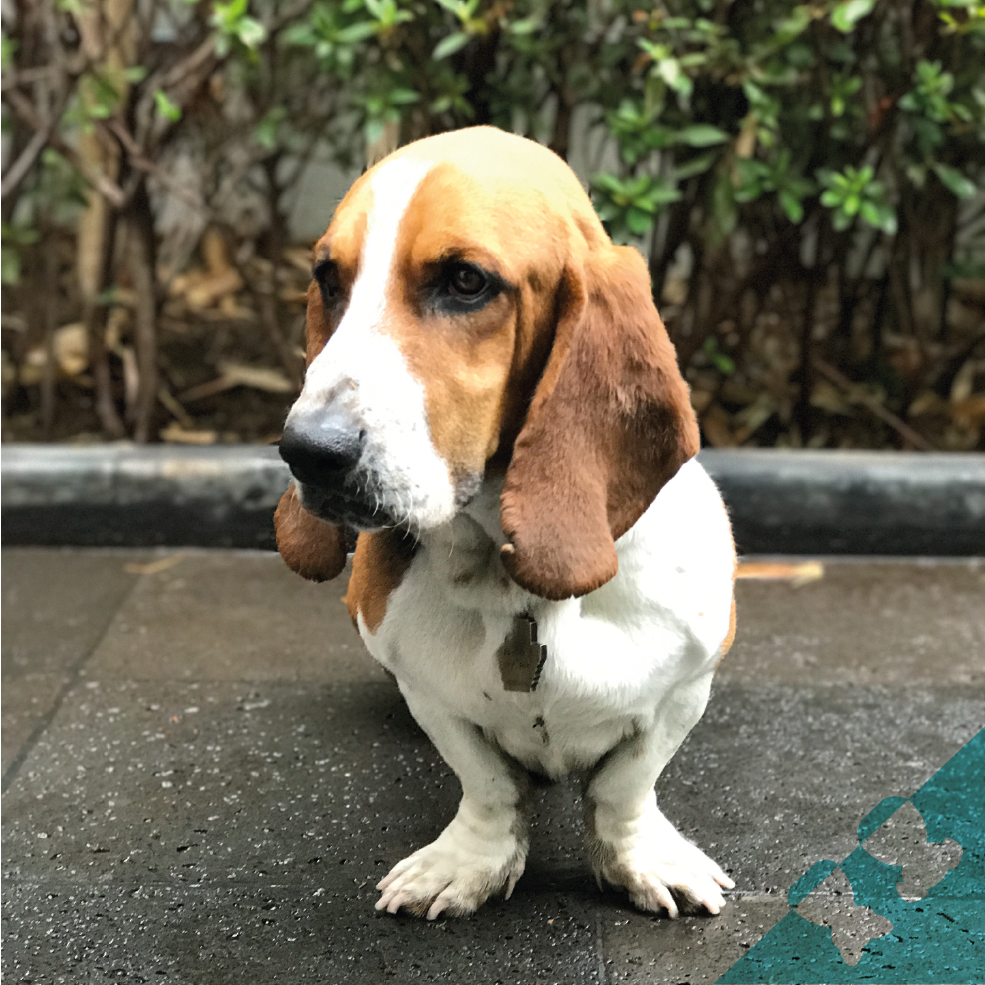 CasaHeim1's tweet photo. El es Ruffo, un hermoso Basset Hound súper cariñoso y tierno que está buscando una nueva familia que lo quiera adoptar. #AdoptarEsAyudar https://t.co/AJGg37AJUq