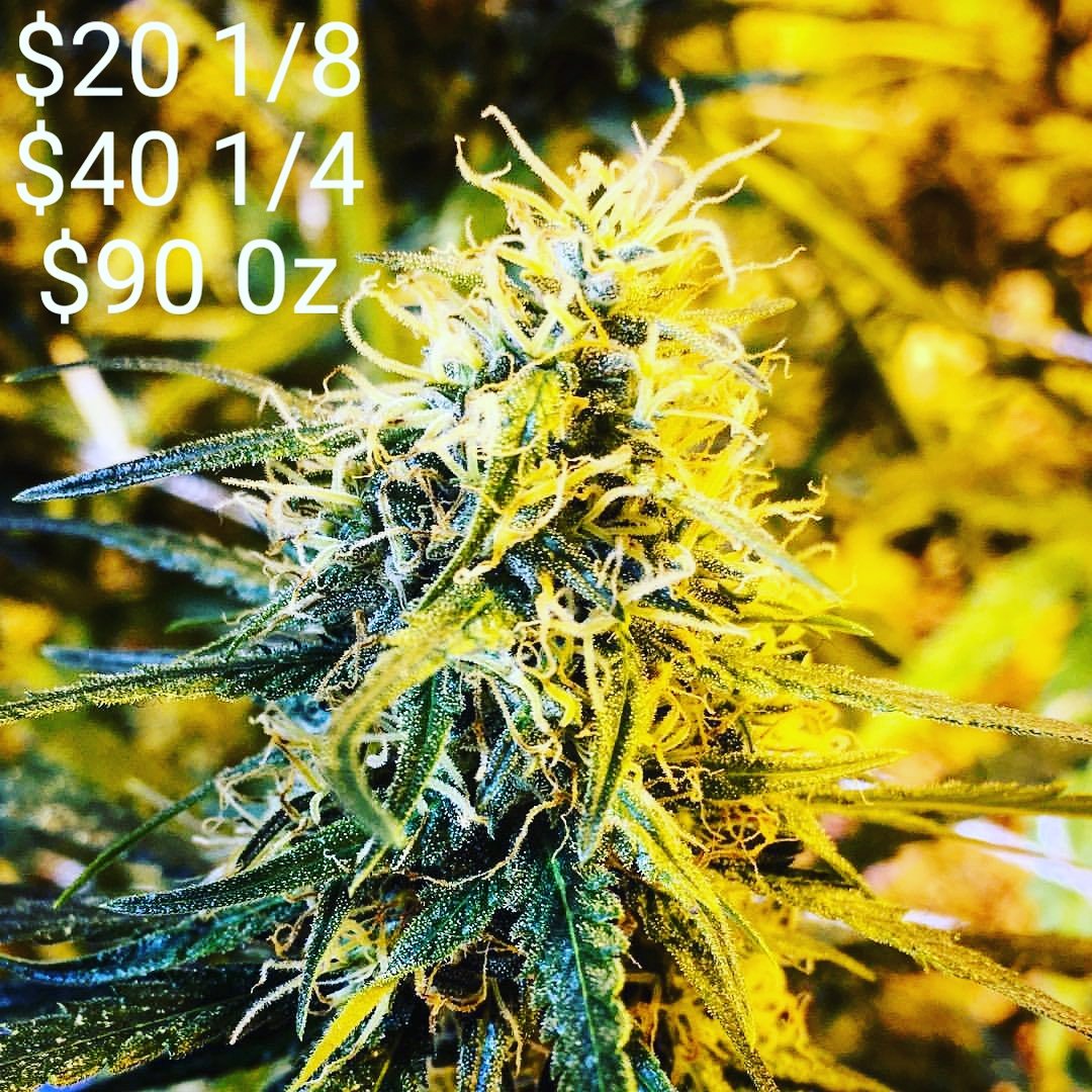 GHLabsDenver's tweet photo. Best Prices in town. Spread the word. Share, Like, Tag, and medicate Responsibly.....
#GhLabs #Medical # Recreational #Flower #Denver #$90oz https://t.co/0uSZD0MiFA