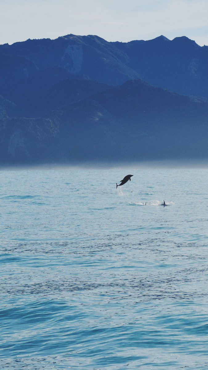 WWKaikoura's tweet photo. This Dusky dolphin is as excited as us for the weekend! #TGIF #duskydolphin #kaikoura https://t.co/rrnXLXIxr8