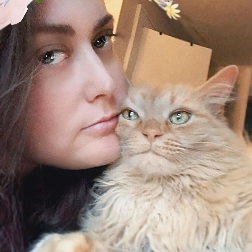 Ash_vsEvilBread's tweet photo. Uno Snuggles 😽
.
#SirUno #unothecat #gingercat #longhairdontcare #kittylove #betterwithpets #catstagram #petmehuman https://t.co/7bMcokdO5K