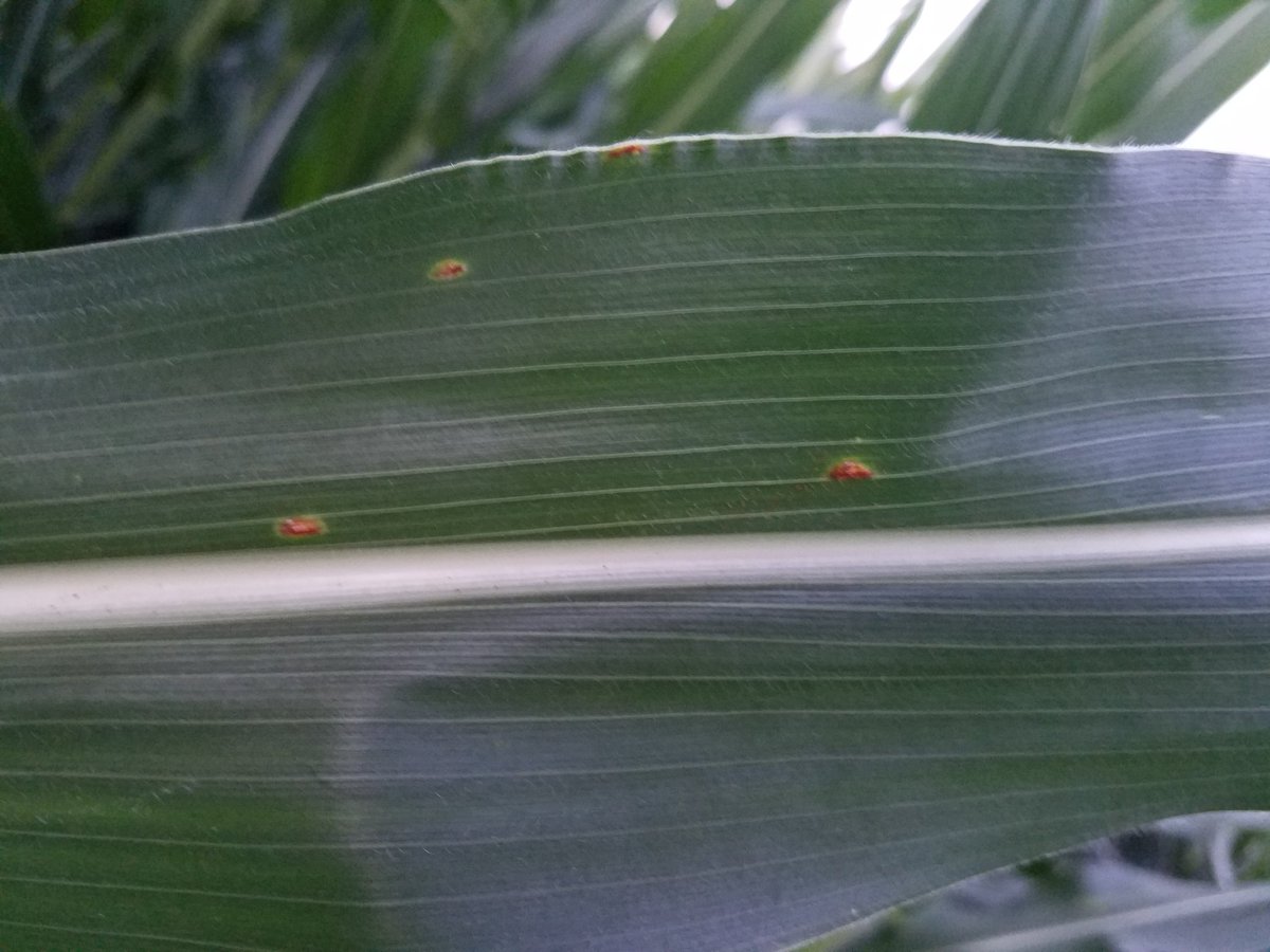 ElmoreFarms's tweet photo. Out looking at corn in ECIL tonight. Very little pressure via insect or disease. Uneven pollination in spots but well on its way. #grow17 https://t.co/YnkxEUBWOZ