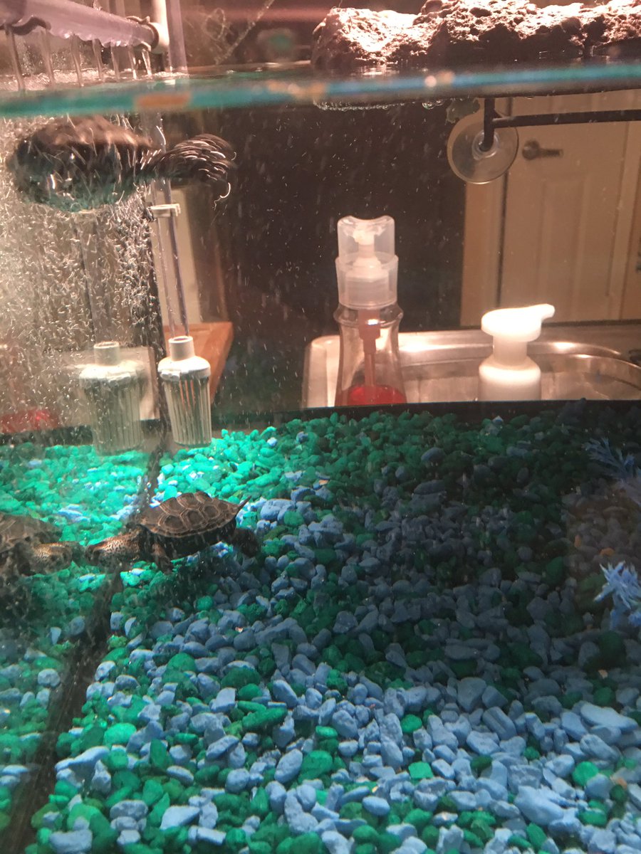AlexaShines_'s tweet photo. Say hi to Sean and Guster (or Shawna and Gussy- we will know in a few years) #terrapins #shellbabies #merbabies #iloveyou #socute https://t.co/BZMXDqnsCG