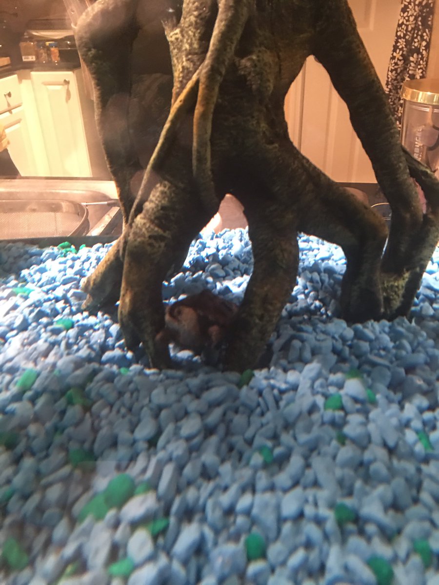 AlexaShines_'s tweet photo. Say hi to Sean and Guster (or Shawna and Gussy- we will know in a few years) #terrapins #shellbabies #merbabies #iloveyou #socute https://t.co/BZMXDqnsCG