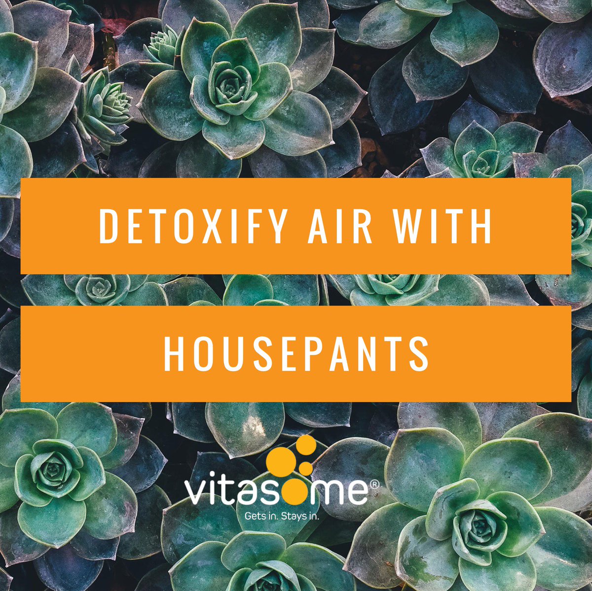 Top 3 Plants to detox you air at home. 
1. Areca Palm  
2. Mother-in-Law’s Tongue
3. Money Plant