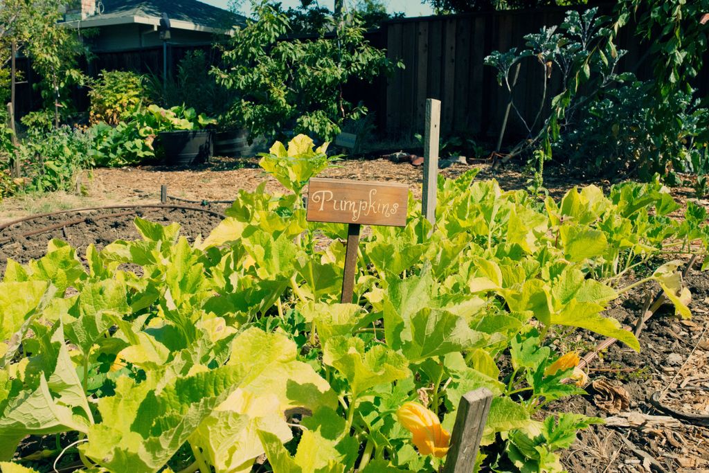 Curious to see what kinds of treats are growing in backyards near you? Come find out with us this Saturday, July 8! buff.ly/2szwhoZ